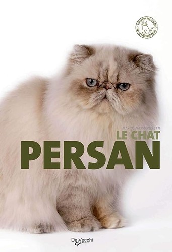 Chat persan cappelletti - persan,