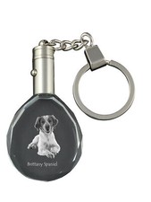 Épagneul Breton Collier à