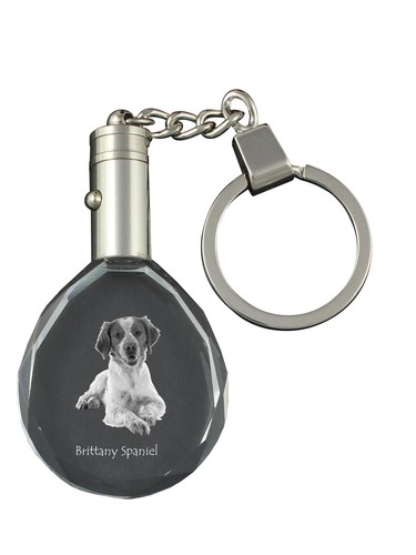 épagneul breton collier - Épagneul, à