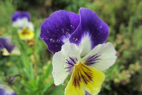 Violette cornue belle - violette,