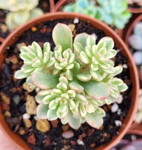 Echeverie sedum joyce - echeverie,