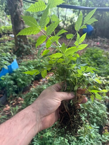 Toona sinensis cedrela - toona,