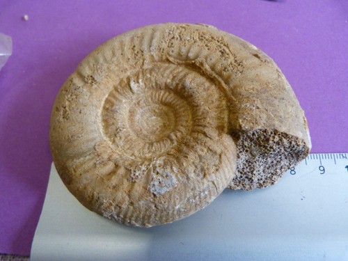 Ammonite leptosphinctes leptus - leptosphinctes,