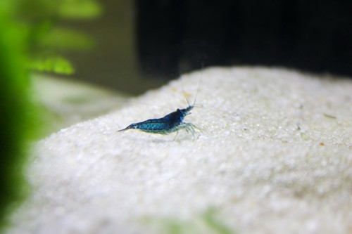 Neocaridina davidi blue - 1,