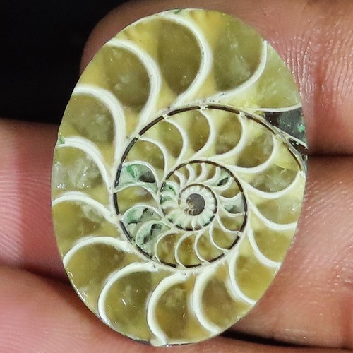 Cts ammonite fossile - ammonite,