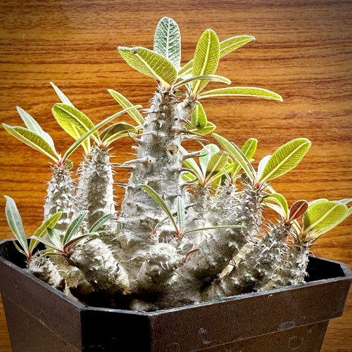 Rare pachypodium rosulatum - rare!!!,