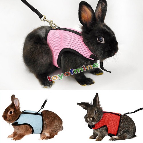 Lapin furet petit animal