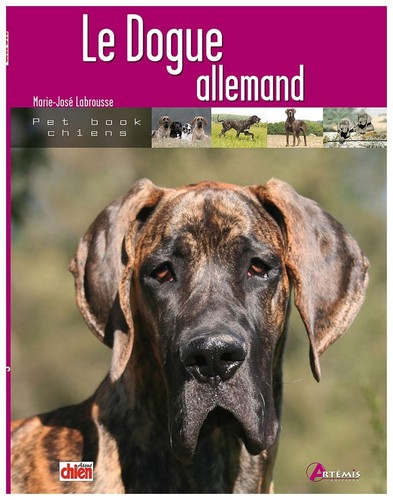 Dogue allemand - le,