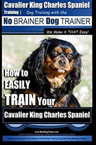 Cavalier king charles spaniel - king,
