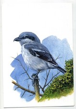 CARTE POSTALE LIGUE ROYALE