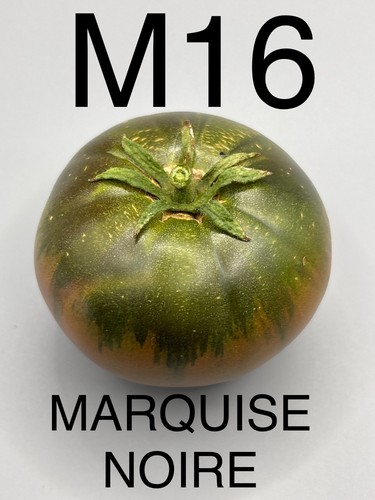 Graine seed tomate - graine, taille