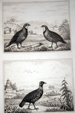 OISEAUX BUFFON GRAVURE PERDRIX