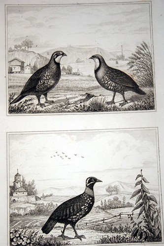 Oiseaux buffon gravure - buffon,