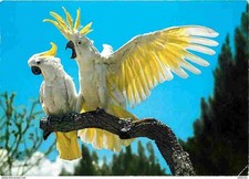 Animals - Birds - Yellow Hoofed Cockatoos - CPM - See Double-Sided Scans