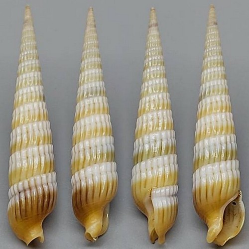 Coquillage collection - coquillage, de