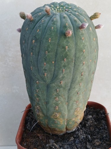 Matucana madisoniorum cactus - matucana,