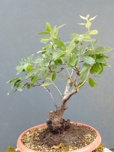 Bonsaï chêne robuste 12 - 40, x