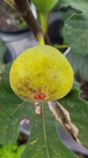 Ficus carica 'Lattay' /