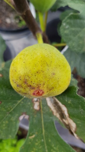 Ficus carica lattay - ficus, /