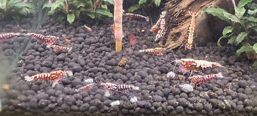Lot crevettes red galaxy - 10,