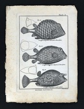 1789 Bonnaterre Fish Print Pufferfish Puffers Blowfish Tetraodon Species
