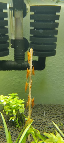 Aquarium lot crevettes - lot, 20