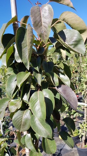 Pyrus communis obelisk - communis, 'obelisk'®