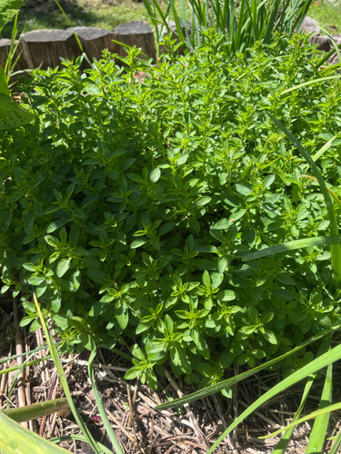 Origanum majorana x20 - origanum, boutures