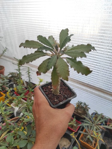 Dorstenia crispa lavranii - crispa,