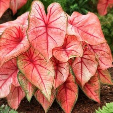 Caladium Tubercule coloré