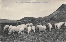 64 Sheep in the Mountain 71574