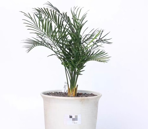 Pot 18cm rare cacti - 18cm,