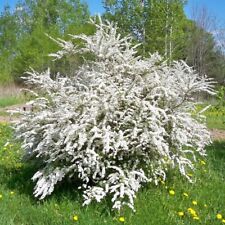 Spiraea x cinerea Grefsheim 1L