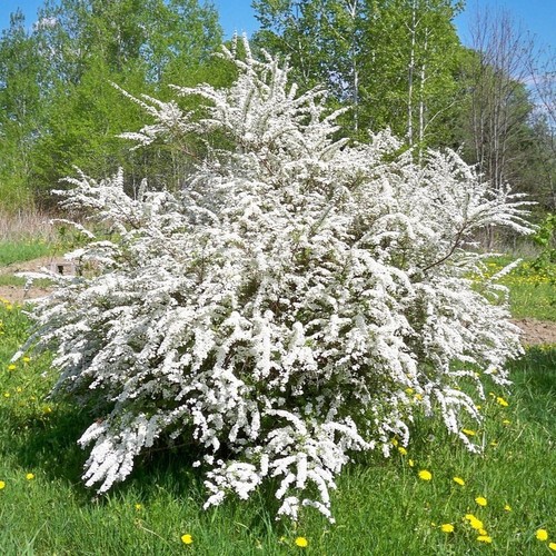Spiraea cinerea grefsheim 1l - x,