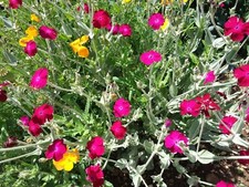 +100 GRAINES de COQUELOURDE