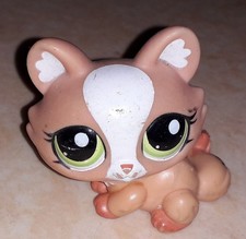 Petshop chat sphynx 1868