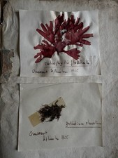 Algues - Herbier marin -