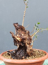 Bonsaï olivier 30 x 20 cm en