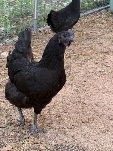 Ayam cemani leghorn - 12+,