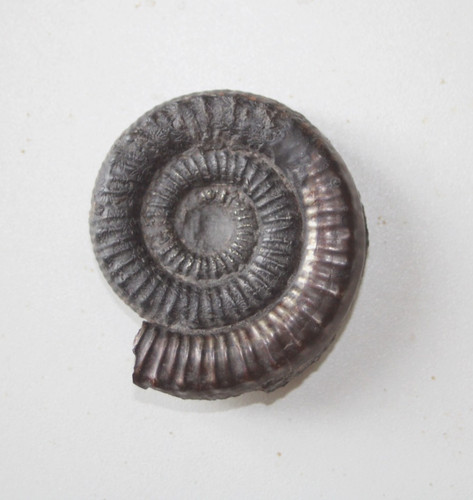 Fossile ammonite toarcien - fossile,