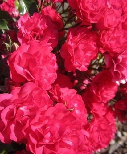 Rosier ancien liane - rosier,