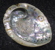 Coquille coquillage ormeau