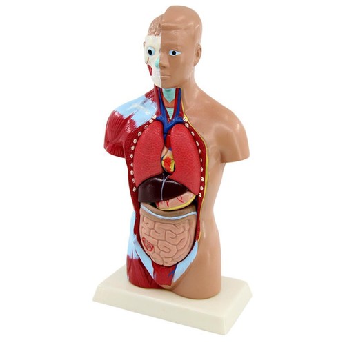 27cm anatomique humain torse - anatomique,