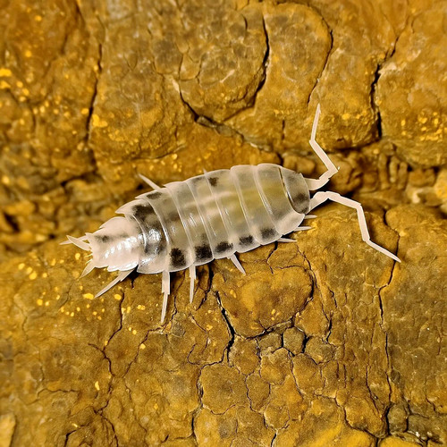 Porcellionides pruinosus oreo - porcellionides,