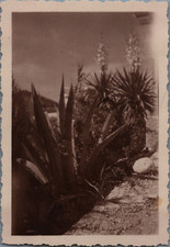 Yugoslavia (Croatia), Dubrovnik, Wild Plants, Vintage Print, ca.1930 T