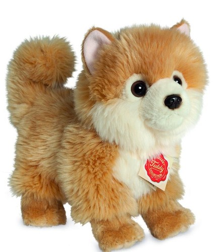 Pomeranian par teddy - teddy, hermann