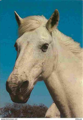 Postcard animals horses - -,