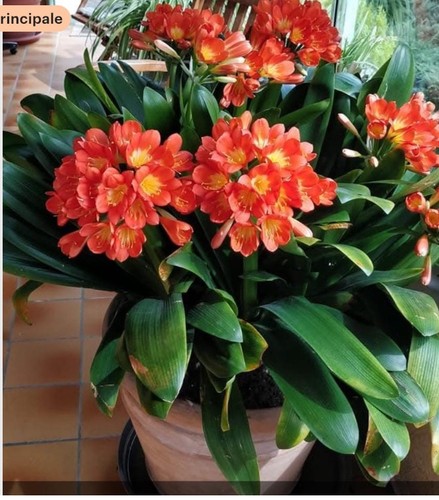 Clivia joseph 1 - , (