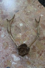 trophee massacre CRANE DE CERF