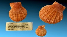 Pectinidae, Azumapecten farreri akazara, Oki Isl., Japan, 48.9mm HARD FROM HERE